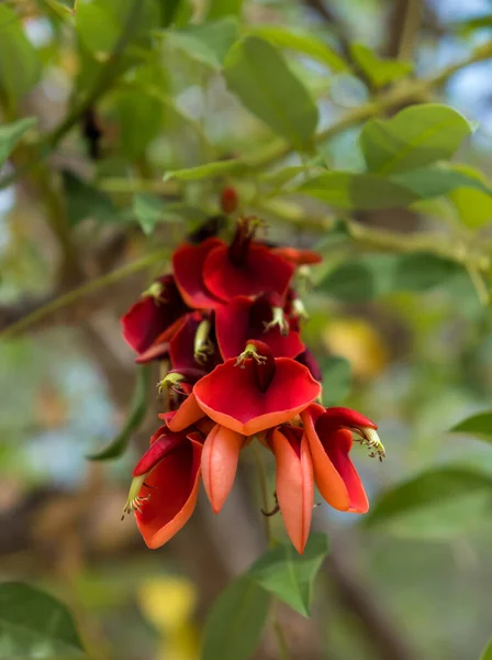 Parkta Çiçek Açan Erythrina Crista Galli Ağacının Güzel Kırmızı Çiçekleri — Stok fotoğraf