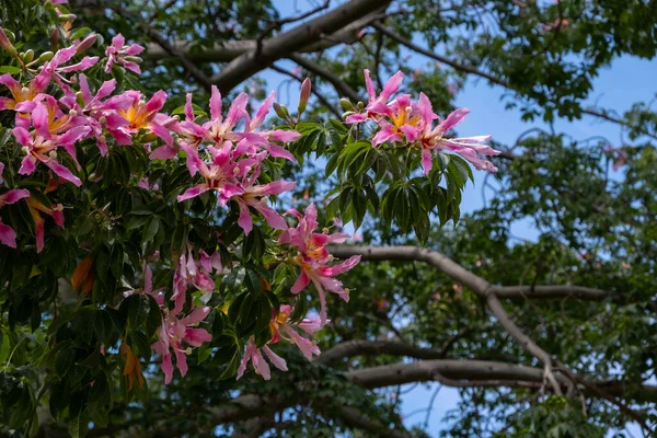 Pek Diş Ipi Çiçeği Ceiba Speciosa Eski Chorisia Speciosa Bulanık — Stok fotoğraf