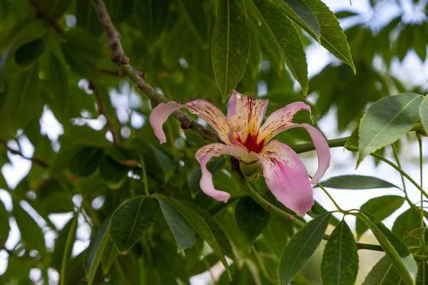 Pek Diş Ipi Ağacının Çiçeğinin Yakın Görüntüsü Pek Diş Ipi — Stok fotoğraf