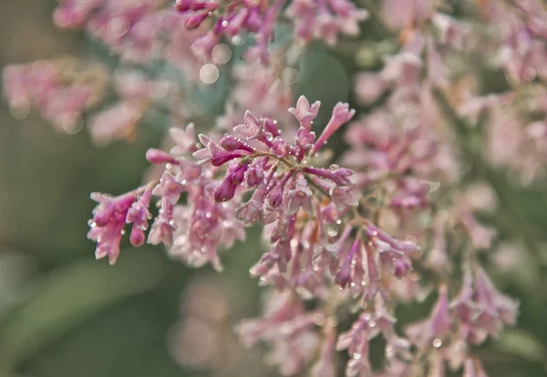 Цветущая Сирень Природа Розовая Сирень Каплями Дождя Мелкая Глубина Резкости — стоковое фото