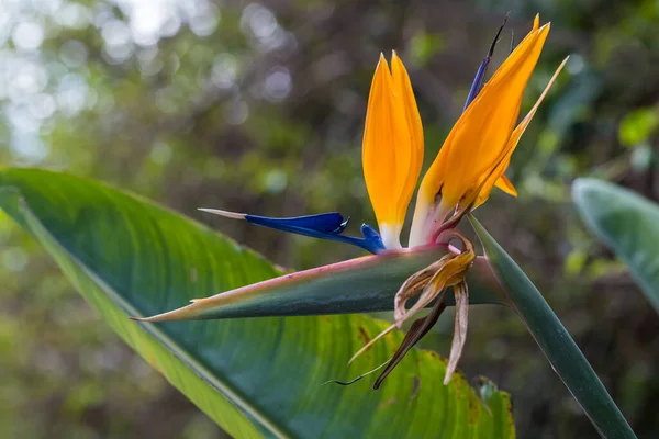 Strelitzia Uccello Del Paradiso Giglio Gru Sfondo Floreale Giardinaggio Domestico — Foto Stock