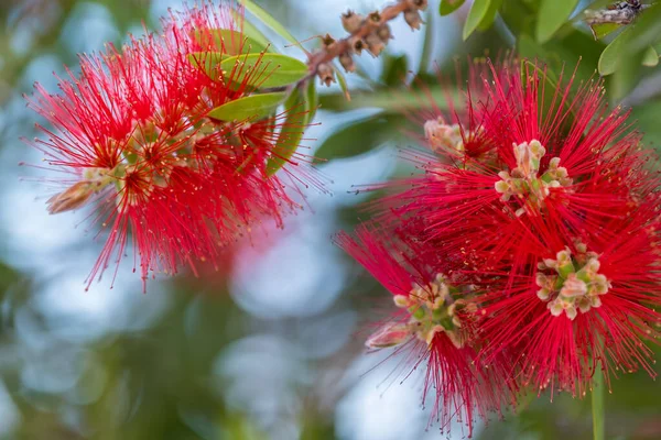 Rote Flaschenbürstenblume Flaschenbürste Oder Little John Zwergkallistemon Selektiver Fokus Verschwommener — Stockfoto