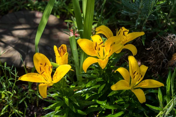 Blooming Yellow Lily Water Drops Home Garden — Stockfoto