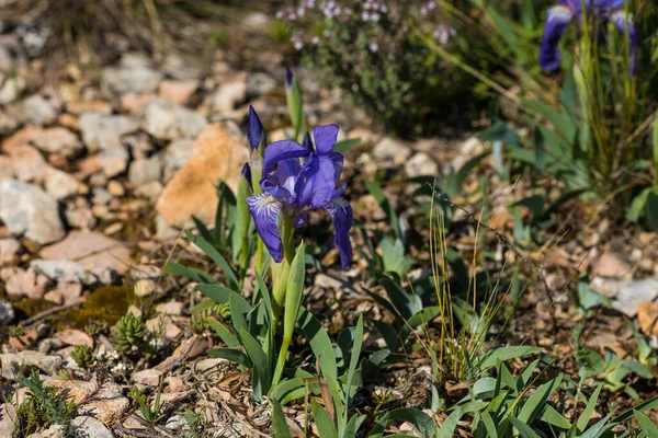 Iris Sibirica Łące Dzikie Kwiaty — Zdjęcie stockowe