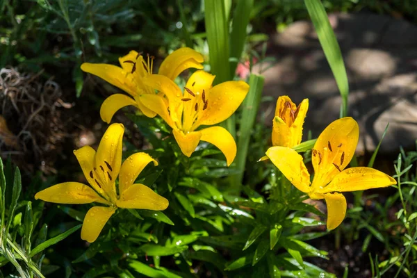Çiçekli Sarı Zambak Bahçesinde Damlaları — Stok fotoğraf