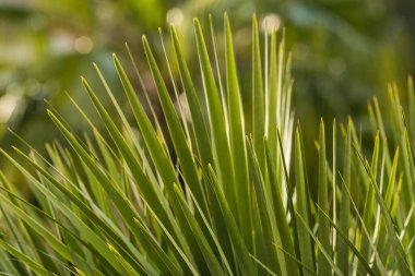 Yeşil palmiye yaprakları yakın, seçici odaklanma, arka plan. Metin için boşluk