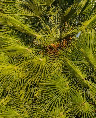 Yeşil palmiye yaprakları yakın, seçici odak, arkaplan