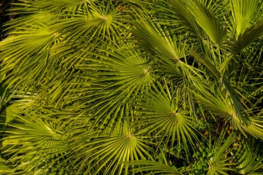 Yeşil palmiye yaprakları yakın, seçici odak, arkaplan