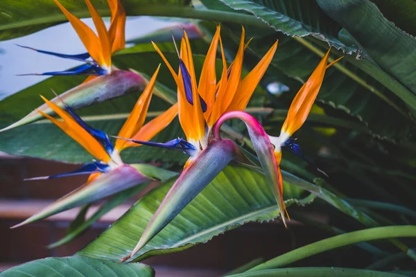 Strelitzia Πουλί Του Παραδείσου Κρίνος Γερανού Floral Φόντο Κηπουρική — Φωτογραφία Αρχείου
