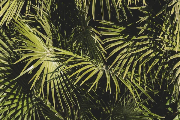 Yeşil Palmiye Yaprakları Yakın Seçici Odak Arkaplan — Stok fotoğraf