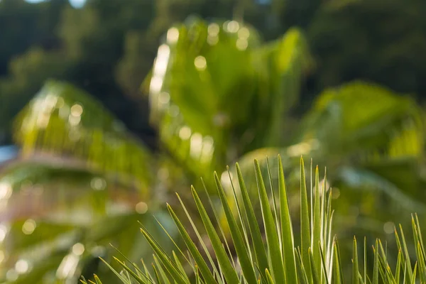 Green Palm Leaves Close Selective Focus Background Space Text — Stock Photo, Image