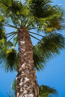 Palmiye ağacı gövdesi ve dalları, alt görünüm, arka plan