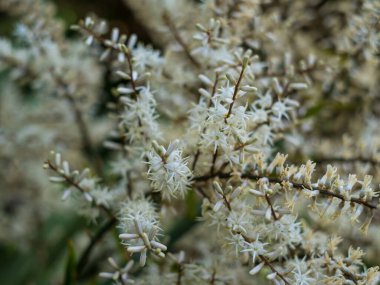 Çiçek açan Cordyline australis, genel olarak lahana ağacı ya da lahana palmiyesi olarak bilinir. Cordyline australis palmiyesi tomurcukları olan beyaz çiçekler, yakın plan, arka plan