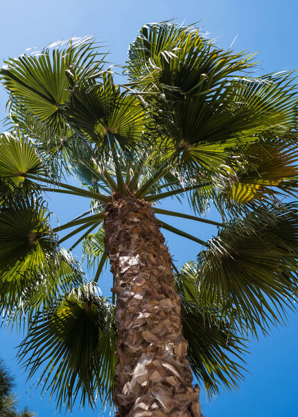 Palm tree trunk and branches, bottom view, background