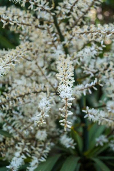 Bloeiende Cordyline Australis Algemeen Bekend Als Koolboom Kool Palm Witte — Stockfoto