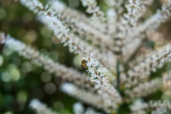 Blooming Cordyline australis, commonly known as cabbage tree or cabbage-palm. White flowers with buds of Cordyline australis palm, close up. Space for text