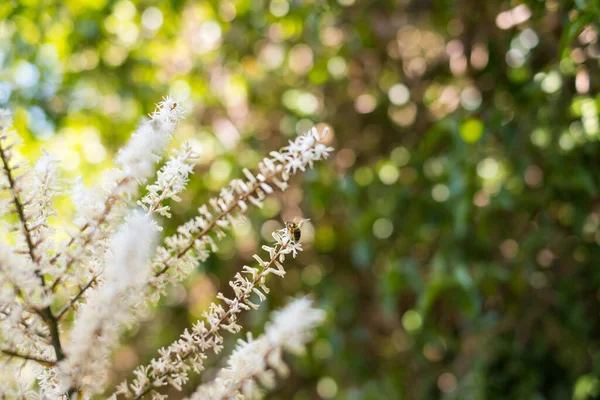 Blooming Cordyline Australis Commonly Known Cabbage Tree Cabbage Palm White — Stock Photo, Image