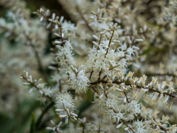 Blooming Cordyline australis, commonly known as cabbage tree or cabbage-palm. White flowers with buds of Cordyline australis palm, close up, baclground