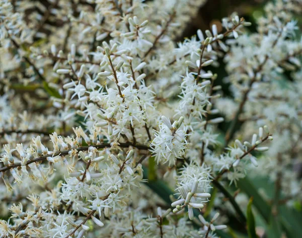 Floreciente Cordyline Australis Comúnmente Conocido Como Árbol Col Repollo Palma —  Fotos de Stock