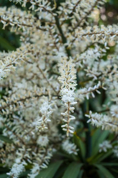 Virágzó Cordyline Australis Közismert Nevén Káposztafa Vagy Káposztapálma Fehér Virágok Stock Kép