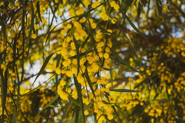 Mooie Bloeiende Mimosa Acacia Dealbata Close Selectieve Focus — Stockfoto