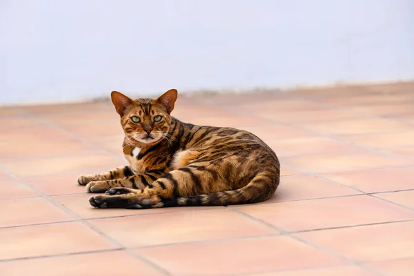 Domestic Bengal Cat Resting Terrace Summer Day — 스톡 사진