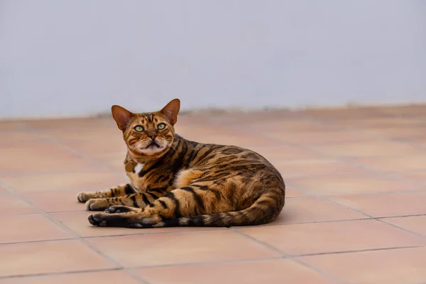 Domácí Bengálská Kočka Odpočívající Terase Letní Den — Stock fotografie