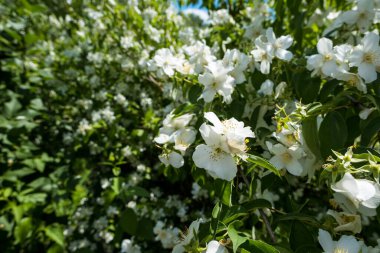 Bahçedeki yasemin çiçeklerini kapatın. Beyaz çiçekli dal, yaz zamanı.