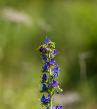 Güneşli yaz gününde çiçek açan çayır. Echium vulgare, güzel kır çiçekleri. Yaz çiçekli arka plan