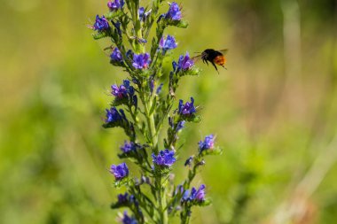 Echium vulgare 'den gelen nektarla beslenen bir yaban arısı. Güneşli yaz gününde çiçek açan çayır. Echium vulgare, güzel kır çiçekleri. Yaz çiçeği arkaplanı, metin için boşluk