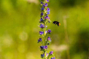 Echium vulgare 'den gelen nektarla beslenen bir yaban arısı. Güneşli yaz gününde çiçek açan çayır. Echium vulgare, güzel kır çiçekleri. Yaz çiçeği arkaplanı, metin için boşluk