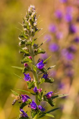 Güneşli yaz gününde çiçek açan çayır. Echium vulgare, güzel kır çiçekleri. Yaz çiçekleri, yakın plan çiçekler.