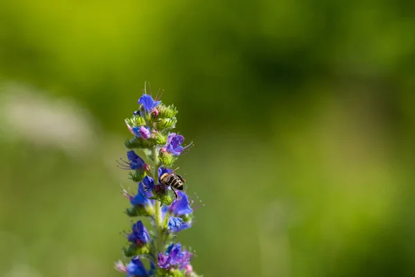 Bee Feasting Nectar Echium Vulgare Blooming Meadow Sunny Summer Day — Stockfoto