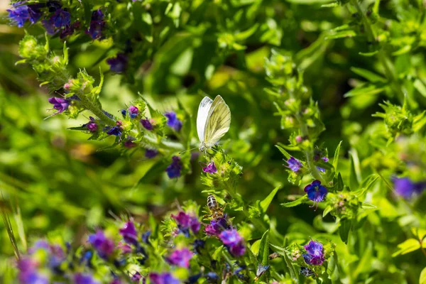 Egy Pillangó Lakmározik Nektárból Egy Echium Vulgare Ből Virágzó Rét — Stock Fotó