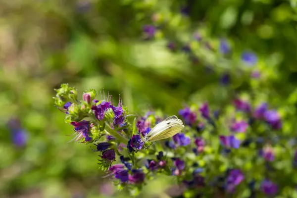 Butterfly Feasting Nectar Echium Vulgare Blooming Meadow Sunny Summer Day — Stockfoto