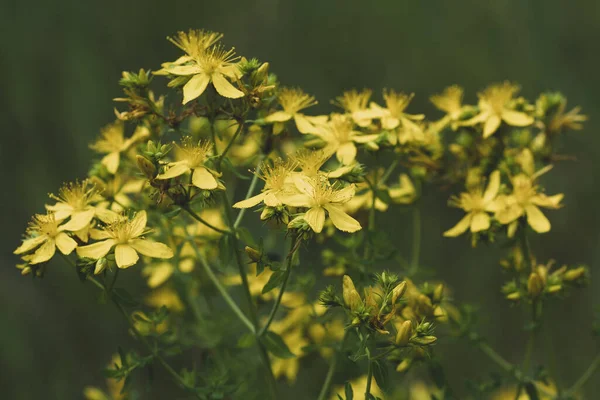 Yellow Inflorescences Hypericum Perforatum John Wort Close Floral Background — Stockfoto