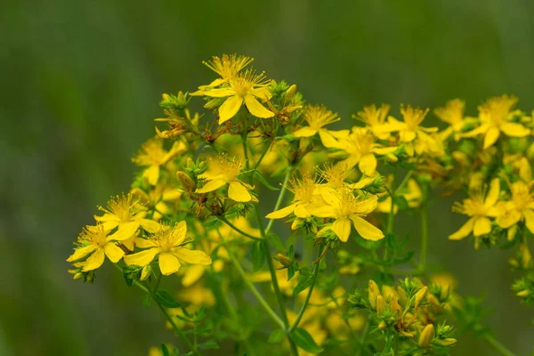 Yellow Inflorescences Hypericum Perforatum John Wort Close Floral Background —  Fotos de Stock