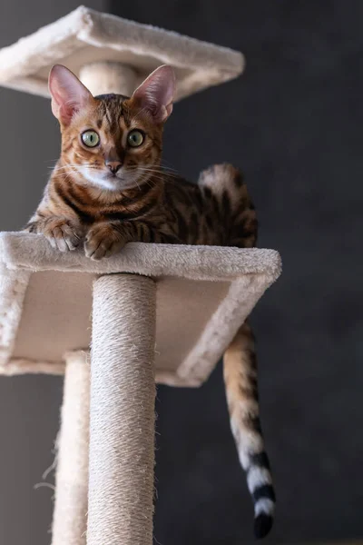 Portrait Bengal Cat Close Cat Home Interior Pets Concept Pets — Fotografia de Stock