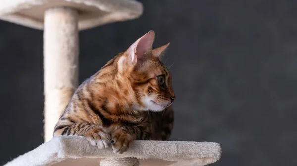 Portret Bengalskiego Kota Zbliżenie Kot Wnętrzu Domu Koncepcja Zwierząt Domowych — Zdjęcie stockowe