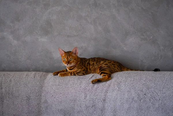 Portrait Bengal Cat Close Cat Home Interior Pets Concept Pets — Stock Fotó