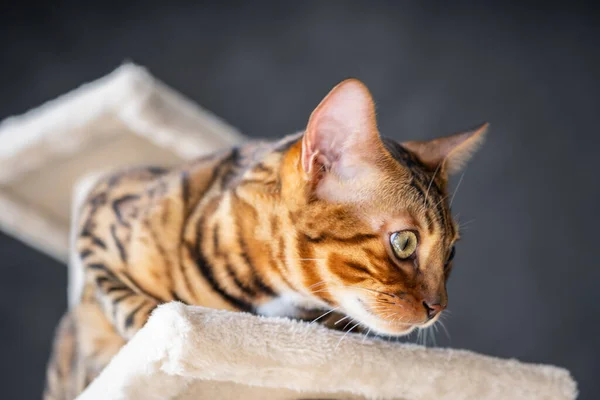 Portrait Cute Bengal Cat Close Pets Concept Pets Friendly Care — 스톡 사진
