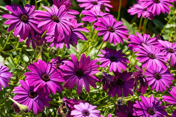 Purple Osteospermum Fruticosum African Daisy Summer Floral Wallpaper Background Home — Stockfoto