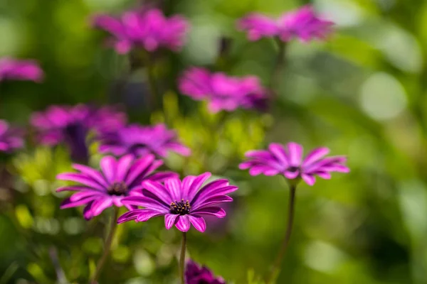 Purple Osteospermum Fruticosum African Daisy Summer Floral Wallpaper Background Home — Stockfoto