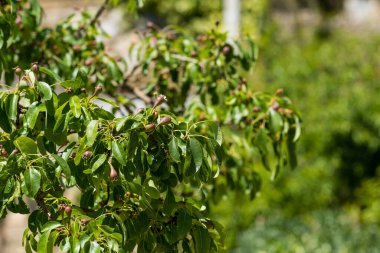 Genç meyveli armut dalı. Baharda bahçede. Seçici odak