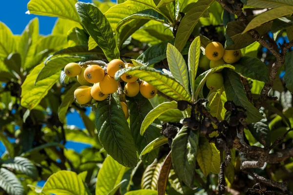 Плоды Локтя Eriobotrya Japonica Дереве Плоды Локва Ветке Листьями Домашнее — стоковое фото