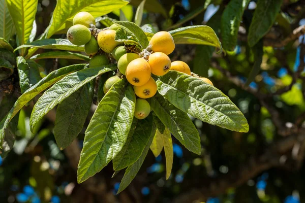 Frutas Loquat Eriobotrya Japonica Árvore Frutas Loquat Ramo Com Folhas — Fotografia de Stock