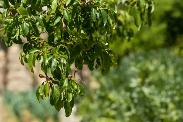 Pear Branch Young Fruits Spring Time Garden Selective Focus — Zdjęcie stockowe