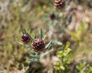 Maral kök ya da Rhaponticum çiçeği, bitkisel bitki. Kökler ilaç yapımında kullanılır.
