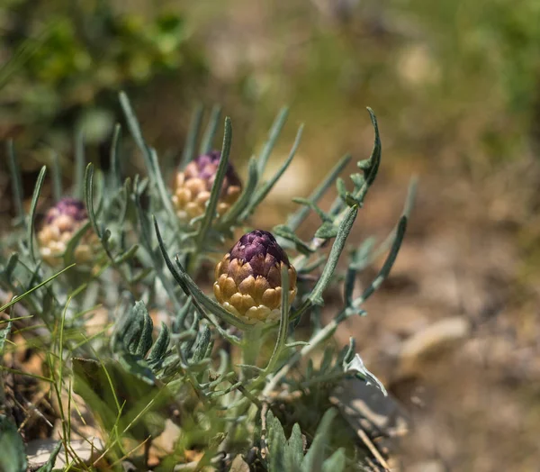 Raíz Maral Flor Rhaponticum Planta Herbácea Perenne Las Raíces Utilizan —  Fotos de Stock