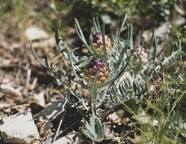 Raíz Maral Flor Rhaponticum Planta Herbácea Perenne Las Raíces Utilizan —  Fotos de Stock